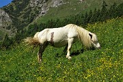 MONTI VINDIOLO e VETRO ad anello da Zorzone-Pian Bracca in VAL VEDRA il 13 giugno 2019 - FOTOGALLERY
